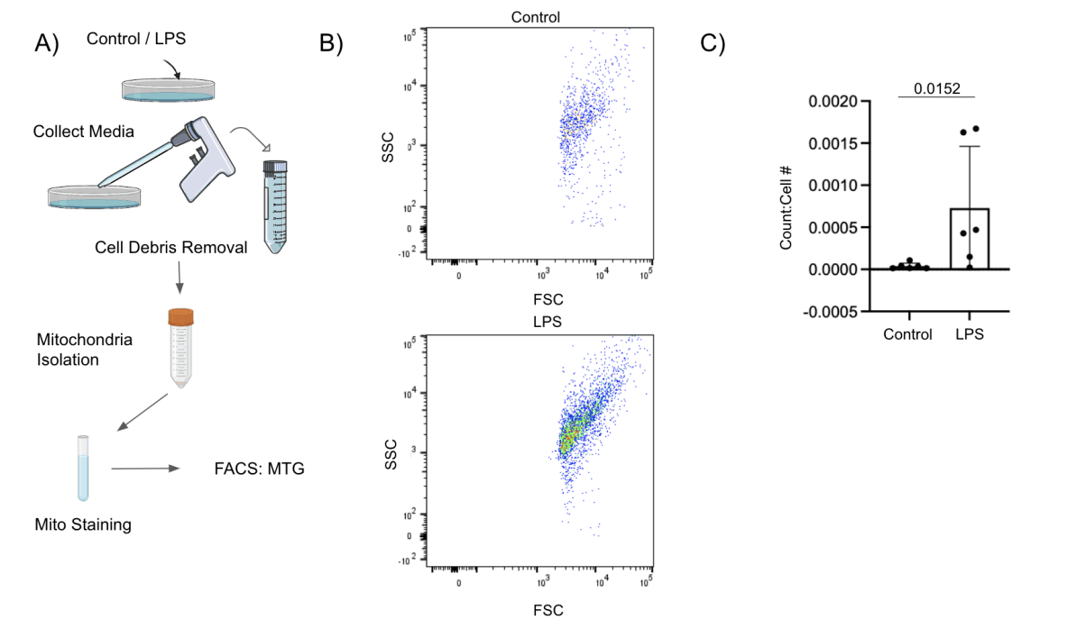 EC Mito Research Paper