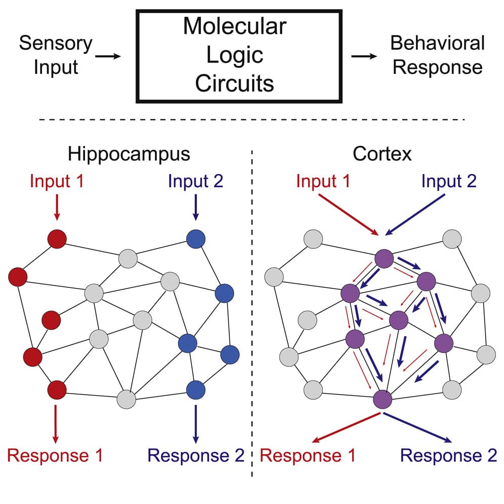 Synapse Research Paper